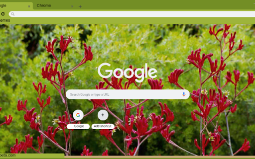 Kangaroo Paw screenshot 1