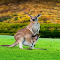 Kangaroo wallpaper logo