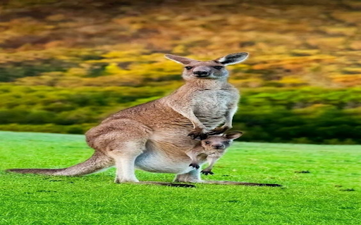 Kangaroo wallpaper screenshot 1