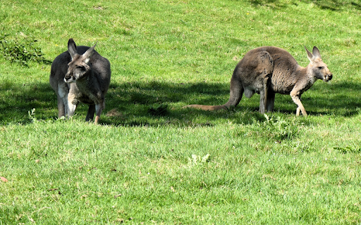 Kangaroos on the Grass screenshot 1