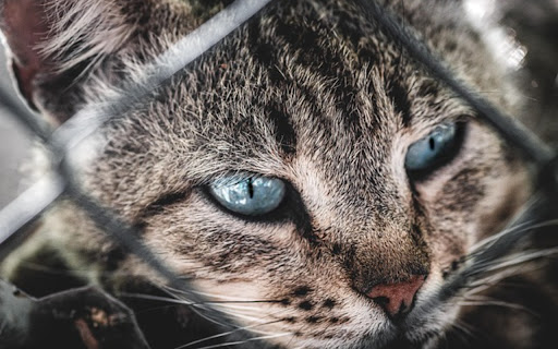 KID CAT Theme screenshot 1