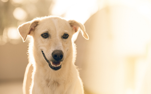 Kind-faced dog screenshot 1