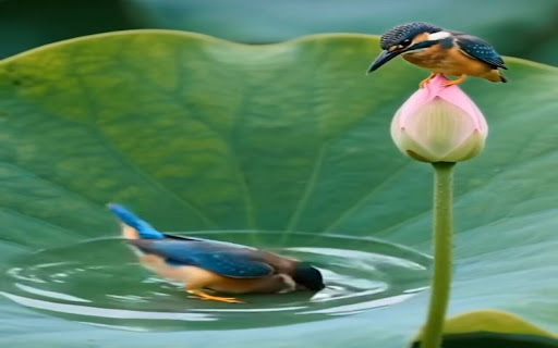 kingfisher wallpaper screenshot 1