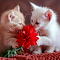 Kittens with a Red Flower logo
