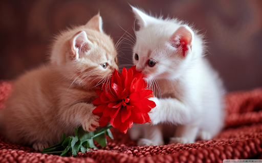 Kittens with a Red Flower screenshot 1