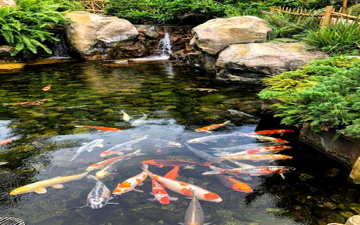 Koi fish pond wallpaper screenshot 1