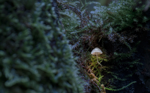 Lamp mushroom screenshot 1