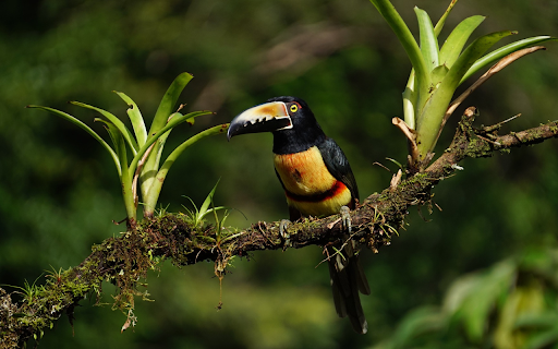 Large-billed forest bird screenshot 1