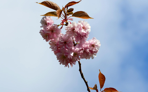 Large flower branches screenshot 1