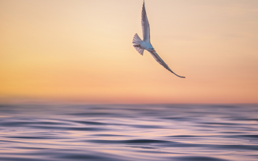 Large-winged bird screenshot 1