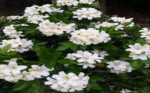 laurel tree wallpaper screenshot 1