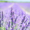 Lavender field logo
