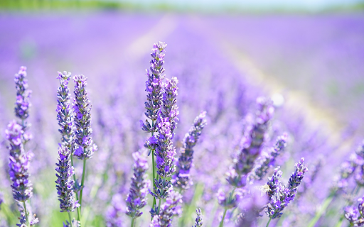 Lavender field screenshot 1