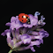 Lavender Ladybug logo