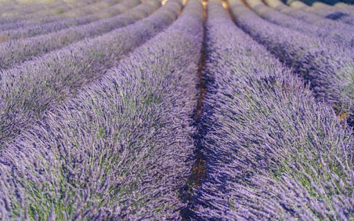 LAVENDER Theme screenshot 1