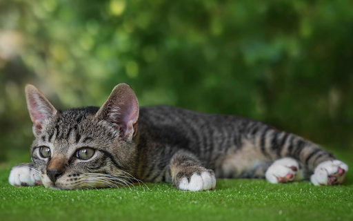 Lazy cat screenshot 1