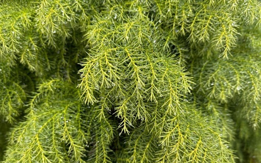 LEAF 4 Theme screenshot 1