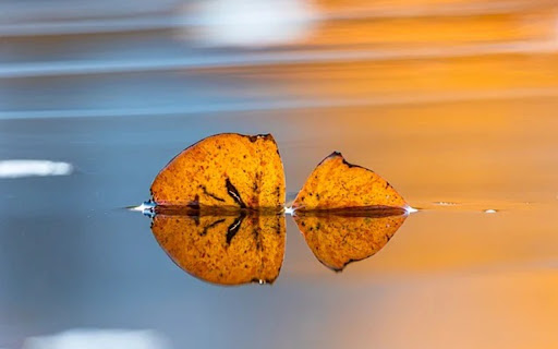 LEAF THEME screenshot 1