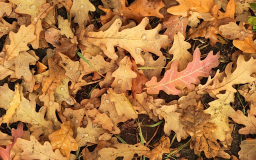 LEAF Theme screenshot 1