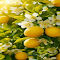 Lemon branches and flowers Wallpaper logo