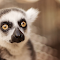 Lemur logo