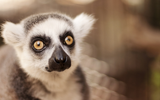 Lemur screenshot 1