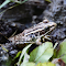 Leopard frog logo