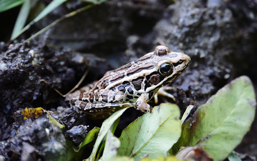 Leopard frog screenshot 1