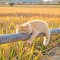 Light orange tabby cat wallpaper logo