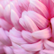 Light Pink Chrysanthemum Petal Theme logo