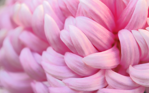 Light Pink Chrysanthemum Petal Theme screenshot 1