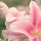 Light pink lilies logo