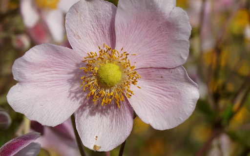 Light purple five-petaled flower screenshot 1