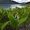 Lily of the valley flowers on the lake Wallpaper logo