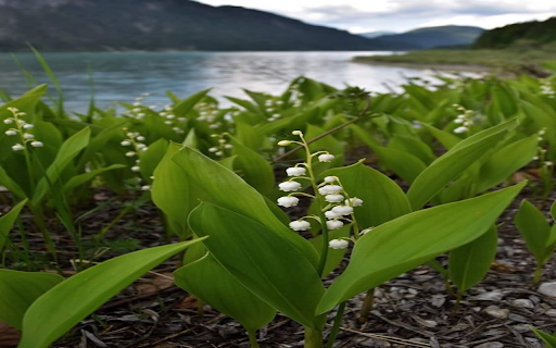 Lily of the valley flowers on the lake Wallpaper screenshot 1