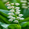 Lily of the valley wallpaper logo