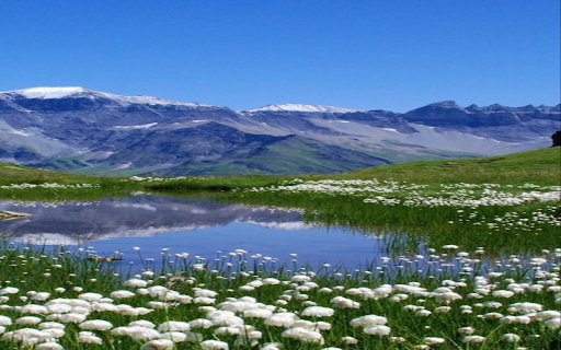 Lily of the valley wallpaper screenshot 1