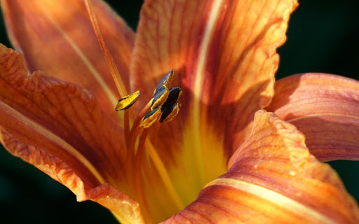 lily Theme screenshot 1