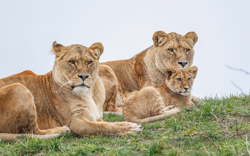 Lion Cub Family screenshot 1