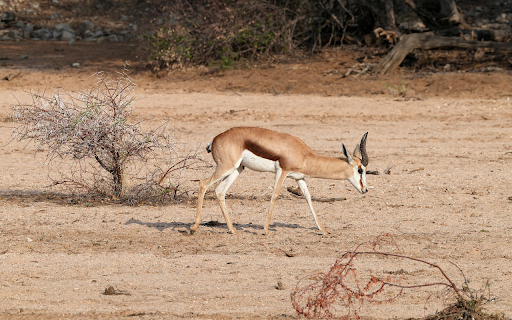 Little Antelope screenshot 1