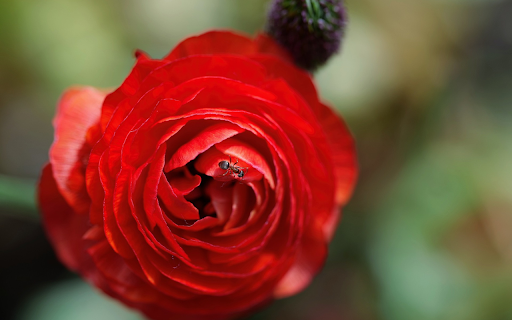 Little ants next to roses screenshot 1