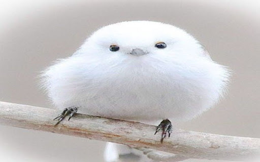 little bird wallpaper with white feathers screenshot 1