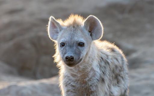 Little hyena screenshot 1