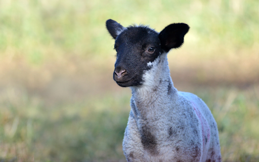 Little Lamb screenshot 1