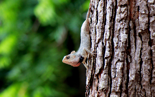 Little Lizard Climbing Tree screenshot 1
