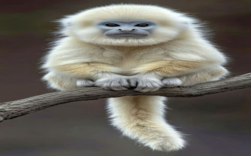 little monkey wallpaper screenshot 1