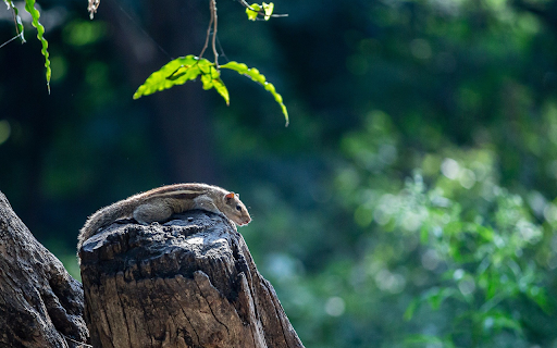 Little Squirrel screenshot 1