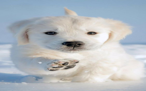 Little white dog wallpaper screenshot 1