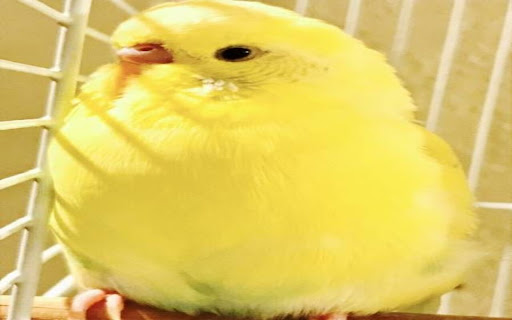 little yellow parrot wallpaper screenshot 1