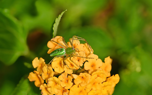 Long green spider screenshot 1